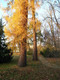 100 European Larch 40-60cm,Larix Decidua Plants,Native Tree With Seasonal Colours