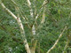 3 Silver Birch Jacquemontii 4-5ft Stunning Trees, Himalyan White Birch, Betula