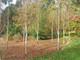 5 Silver Birch Jacquemontii 4-5ft Stunning Trees, Himalyan White Birch, Betula