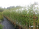 5 Silver Birch Jacquemontii 4-5ft Stunning Trees, Himalyan White Birch, Betula