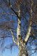 1 Silver Birch 5-6ft  Stunning  Mature Specimen Tree, Betula Pendula