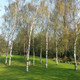 5 Silver Birch 5-6ft  Stunning  Mature Specimen Trees, Betula Pendula