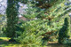 3 Korean Fir Trees / Abies Koreana, 15-20cm Tall, Very Popular Ornamental Plant