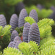 10 Korean Fir Trees / Abies Koreana, 15-20cm Tall, Very Popular Ornamental Plant