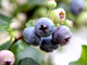 1 'Bluejay' Blueberry Plant / Vaccinium cor. 'Bluejay' 25cm in 9cm Pot