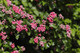 3 Midland Hawthorn Paul's Scarlet/Crataegus Laevigata 3-4ft, Rosea Flore Pleno