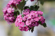 3 Midland Hawthorn Paul's Scarlet/Crataegus Laevigata 3-4ft, Rosea Flore Pleno