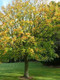3 Norway Maple Trees, 40-60cm Acer platanoides Hedging,Stunning Autumn Colours