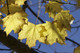 3 Norway Maple Trees, 40-60cm Acer platanoides Hedging,Stunning Autumn Colours