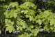 3 Norway Maple Trees, 40-60cm Acer platanoides Hedging,Stunning Autumn Colours