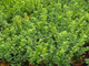 1 Common Box / Buxus Sempervirens, 30-40cm Hedging Plant, Evergreen