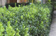 1 Common Box / Buxus Sempervirens, 30-40cm Hedging Plant, Evergreen