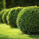 3 Common Box / Buxus Sempervirens, 30-40cm Hedging Plants, Evergreen