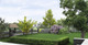 3 Common Box / Buxus Sempervirens, 30-40cm Hedging Plants, Evergreen