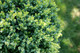 50 Common Box / Buxus Sempervirens, 30-40cm Hedging Plants, Evergreen