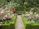 100 Common Box / Buxus Sempervirens, 30-40cm Hedging Plants, Evergreen