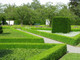 100 Common Box / Buxus Sempervirens, 30-40cm Hedging Plants, Evergreen