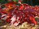3 Red Oak Trees 1-2ft Tall Quercus Rubra Hedging Plants, Bright Autumn Colour