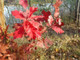 3 Red Oak Trees 1-2ft Tall Quercus Rubra Hedging Plants, Bright Autumn Colour