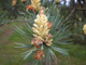 1 Scots Pine Tree 20-25cm Tall,Native Evergreen, Pinus Sylvestris 3yr old plants