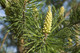 1 Scots Pine Tree 20-25cm Tall,Native Evergreen, Pinus Sylvestris 3yr old plants