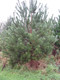 10 Scots Pine Trees 20-25cm Tall,Native Evergreen, Pinus Sylvestris 3yr old plants