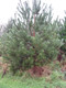 100 Scots Pine Trees 20-25cm Tall,Native Evergreen, Pinus Sylvestris 3yr old plants
