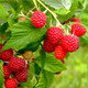 1 'Autumn Bliss' Red Raspberry Cane / Rubus Idaeus 'Autumn Bliss', Big & Tasty 1 'Autumn Bliss' Red Raspberry Cane / Rubus Idaeus 'Autumn Bliss', Big & Tasty