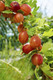 3 Red Gooseberry Plants/Uva Crispa 'Hinnonmakii Red' 3-5 Branches,Ready to Fruit