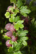 3 Red Gooseberry Captivator Plants Ribes uva Crispa, Branched Fruit Bushes