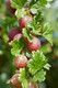 3 Red Gooseberry Captivator Plants Ribes uva Crispa, Branched Fruit Bushes