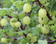 3 Green Gooseberry Plants / Ribes uva-crispa 'Invicta' 1-2ft ready to fruit