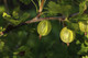 3 Green Gooseberry Plants / Ribes uva-crispa 'Invicta' 1-2ft ready to fruit