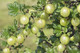 3 Green Gooseberry Plants / Ribes uva-crispa 'Invicta' 1-2ft ready to fruit