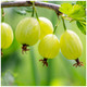 1 Green Gooseberry Plant / Ribes uva-crispa 'Invicta' 1-2ft ready to fruit