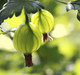 1 Green Gooseberry Plant / Ribes uva-crispa 'Invicta' 1-2ft ready to fruit