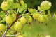 1 Green Gooseberry Plant / Ribes uva-crispa 'Invicta' 1-2ft ready to fruit