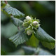 1 Hazel Plant, 40-60cm Flowering Edible Nut Hedge Wildlife Friendly Hedge