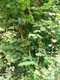 1 Hazel Plant, 40-60cm Flowering Edible Nut Hedge Wildlife Friendly Hedge