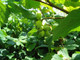 1 Hazel Plants,Flowering Edible Nut Hedge,1-2ft Wildlife Friendly Hedge 40-60cm