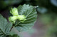 1 Hazel Plant, 40-60cm Flowering Edible Nut Hedge Wildlife Friendly Hedge