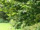 3 Hazel Plants, 40-60cm Flowering Edible Nut Hedge Wildlife Friendly Hedge