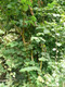 5 Hazel Plants, 40-60cm Flowering Edible Nut Hedge Wildlife Friendly Hedge