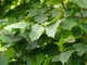 5 Hazel Plants, 40-60cm Flowering Edible Nut Hedge Wildlife Friendly Hedge