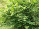 5 Hazel Plants, 40-60cm Flowering Edible Nut Hedge Wildlife Friendly Hedge