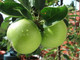Granny Smith Apple Tree 4-5ft In 6L Pot Ready to fruit,Self-Fertile