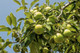 Granny Smith Apple Tree 3-4ft In 6L Pot Ready to fruit,Self-Fertile