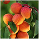 Apricot Bergeron Tree 4-5ft Tall, Self-fertile Sweet & Tasty Orange Flesh