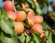 Apricot Bergeron Tree 4-5ft Tall, Self-fertile Sweet & Tasty Orange Flesh