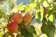 Apricot Bergeron Tree 4-5ft Tall, Self-fertile Sweet & Tasty Orange Flesh
